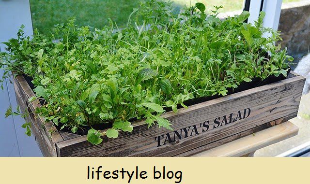 Få flere avlinger når du dyrker babysalatgrønt og salat som kutt-og-kom-igjen. Alt du trenger er en grunne beholder, kompost og frø.