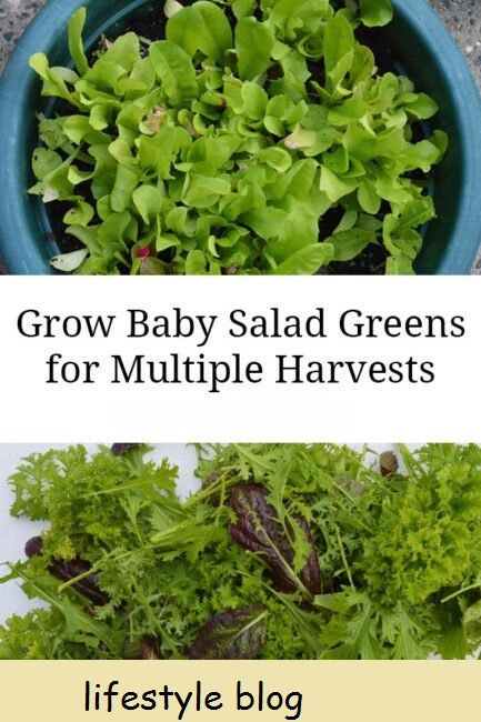 Få flere avlinger når du dyrker babysalatgrønt og salat som kutt-og-kom-igjen. Alt du trenger er en grunne beholder, kompost og frø.