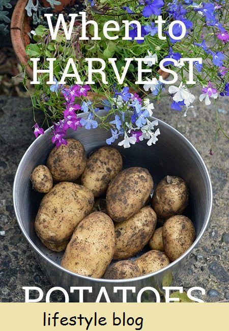 Cómo saber cuándo cosechar patatas: es