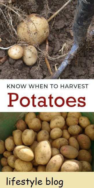 Como saber quando colher batatas: