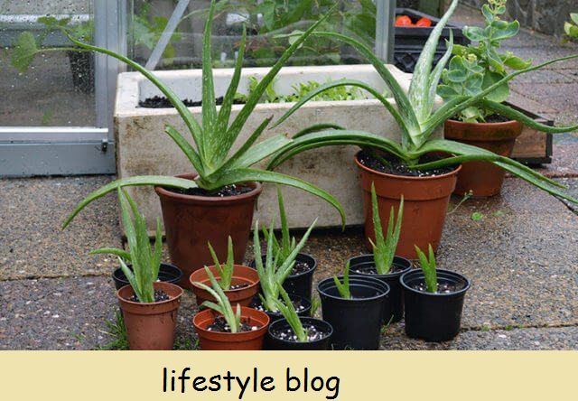 Aloe vera -planter produserer ofte masser av babyer. Bruk disse tipsene for å dele aloe vera -unger fra moderplanten for å få flere planter gratis. Full DIY video inkludert #lovelygreens #houseplants #aloe