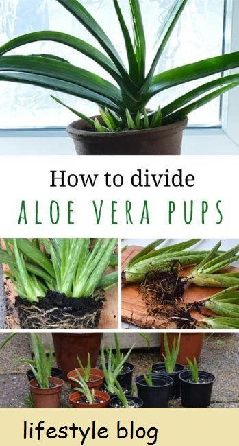 Az aloe vera növények gyakran csecsemők tömegeit termelik. Használja ezeket a tippeket az aloe vera kölykök szétválasztásához az anyanövénytől, hogy több növényt kapjon ingyen. A teljes DIY videó tartalmazza #lovelygreens #szobanövények #aloe