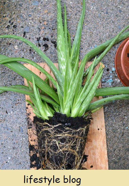 Verpot Aloe Vera Pups: verdeel aloe vera babas van die ouerplant