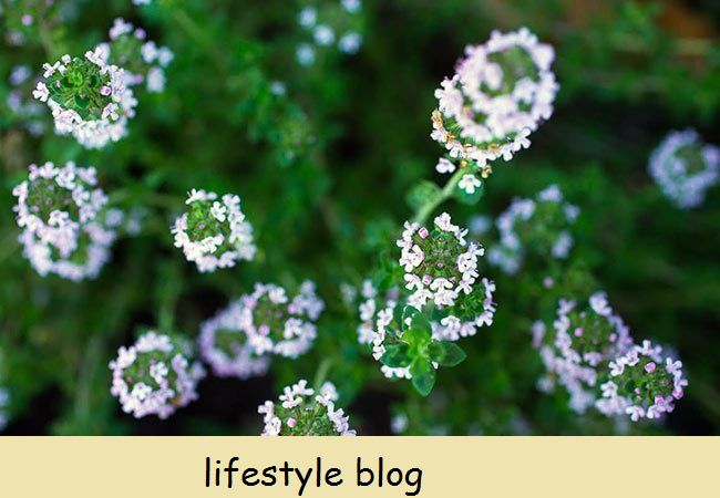 Jardinagem com plantas companheiras e flores comestíveis - tomilho florido