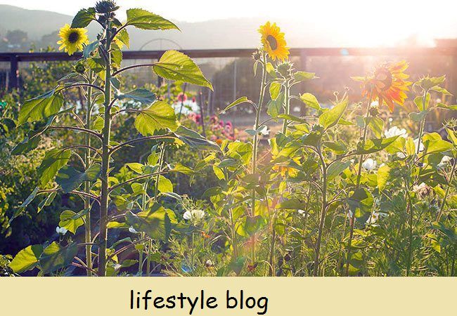 Jardinagem com plantas companheiras e flores comestíveis