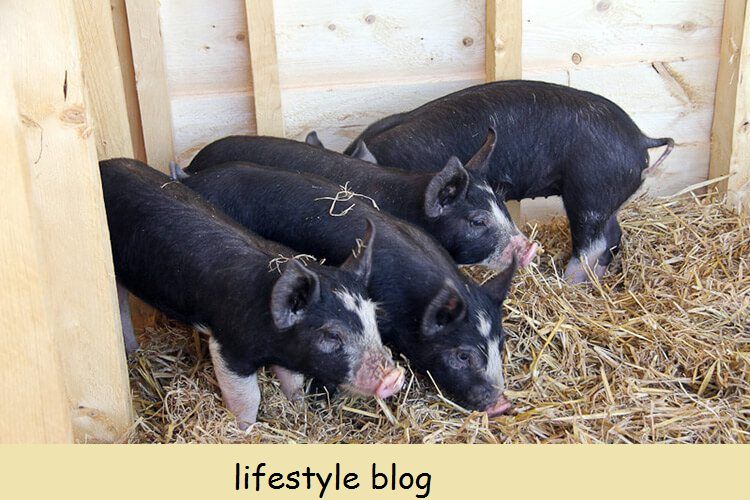 8 coisas que você deve saber sobre a criação de porcos