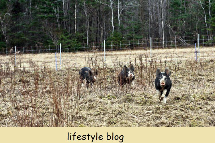 8 نکته ای که باید در مورد پرورش خوک بدانید