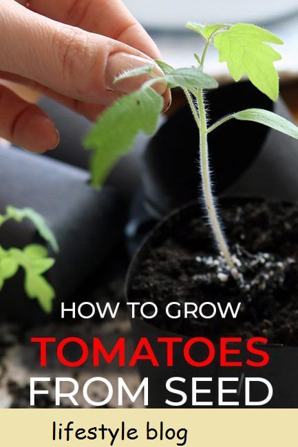 Dicas sobre como repicar mudas de tomate, plantando-as em vasos individuais e cultivando-as com lâmpadas de cultivo. Inclui um vídeo de instrução #lovelygreens #growtomatoes #vegetablegardening