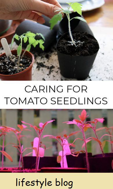 Dicas sobre como repicar mudas de tomate, plantando-as em vasos individuais e cultivando-as com lâmpadas de cultivo. Inclui um vídeo de instrução #lovelygreens #growtomatoes #vegetablegardening
