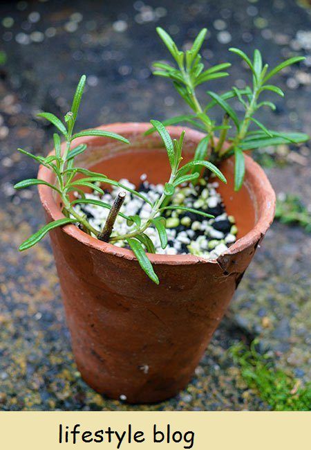 Biljke besplatno: Kako razmnožavati ružmarin iz reznica stabljike. Ova vam metoda pomaže stvoriti desetke novih biljaka od matične biljke. Uključuje DIY video #lovelygreens #herbgarden #growrosemary