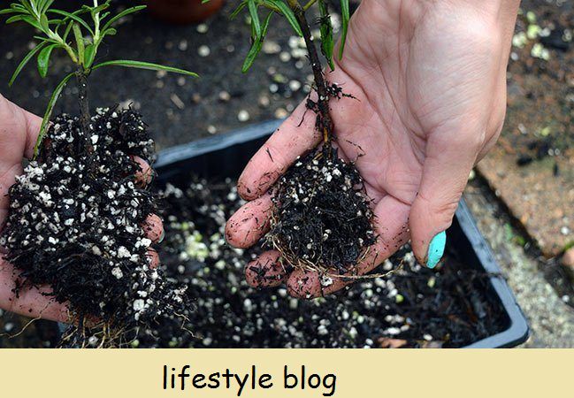 Biljke besplatno: Kako razmnožavati ružmarin iz reznica stabljike. Ova vam metoda pomaže stvoriti desetke novih biljaka od matične biljke. Uključuje DIY video #lovelygreens #herbgarden #growrosemary