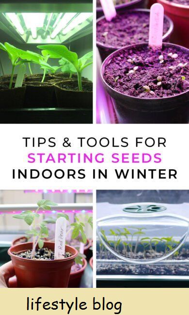 Start frø indendørs i løbet af vinteren