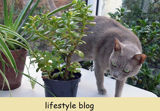 Is Jade Plant Toxic To Pets Cats