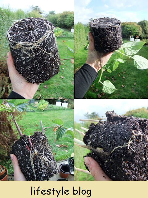 Crie novas plantas pegando mudas e encorajando-as a criar raízes. Este tutorial mostra como propagar frutas macias, incluindo framboesas, amoras sem espinhos, groselhas vermelhas, groselhas pretas e muito mais