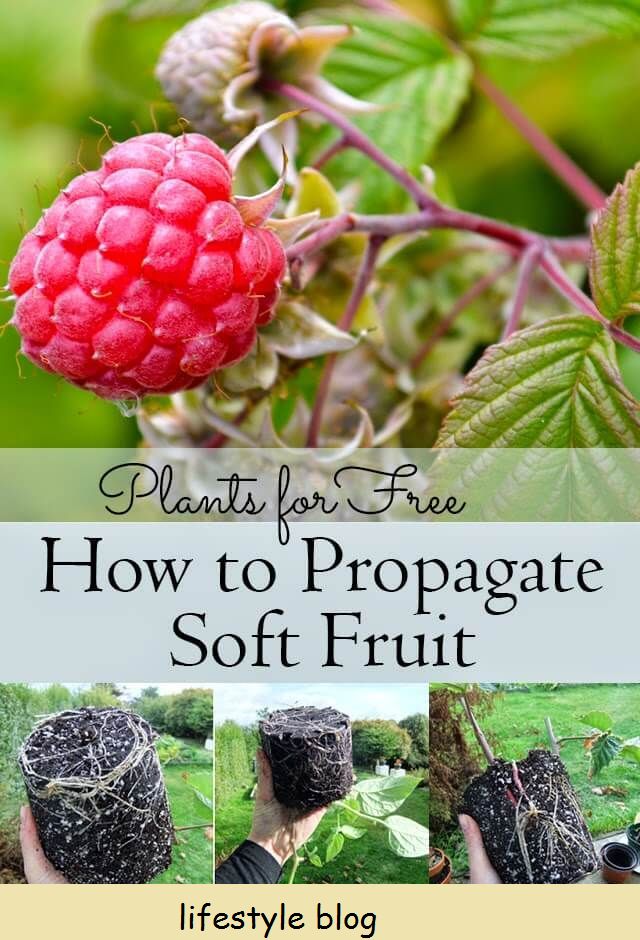 Plantas de graça - Como propagar arbustos de frutas moles