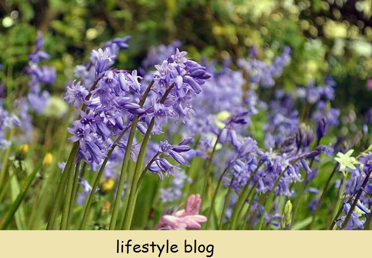 Cultive Bluebells em seu jardim para as primeiras flores que atraem a vida selvagem e dão um toque de cor precoce.