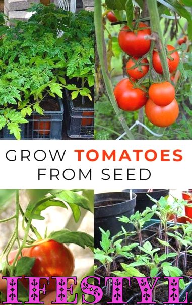 Tomaten aus Samen anbauen: Aussaatzeiten, Kompost und Anweisungen