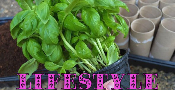 Tips for dyrking av basilikum fra supermarkedet (planter gratis!)