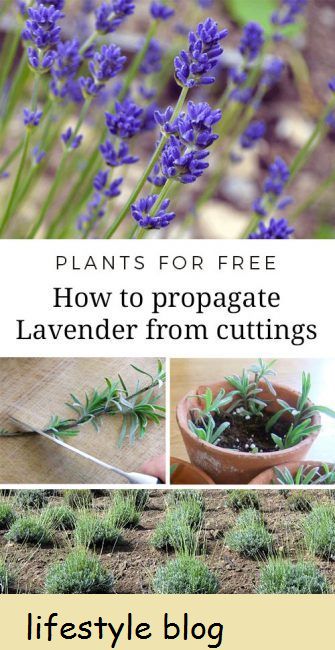 Ohjeet laventelin lisäämiseksi pistokkaista. Sopii sekä englantilaiselle että ranskalaiselle laventelille ja pistokkaille uudesta tai puolikovasta puusta.