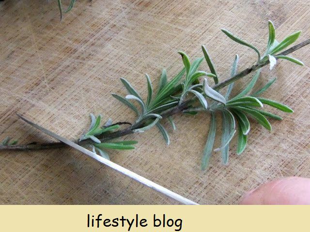 Kasvit ilmaiseksi: Ohjeet laventelin lisäämisestä pistokkaista. Toimii kaikentyyppisille laventelille ja pistokkaille uudesta tai puolikovasta puusta. Koko DIY -video sisältää #puutarhanhoitovinkit #kasvillisuus #kukkapuutarha