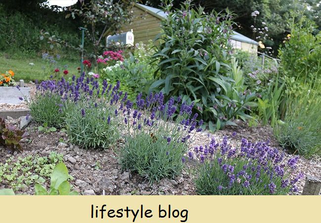 Kasvit ilmaiseksi: Ohjeet laventelin lisäämisestä pistokkaista. Toimii kaikentyyppisille laventelille ja pistokkaille uudesta tai puolikovasta puusta. Koko DIY -video sisältää #puutarhanhoitovinkit #kasvillisuus #kukkapuutarha