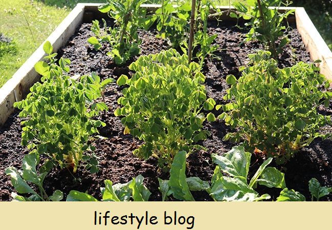 दक्षिण अमेरिकेतील ओका, कमी गडबड असलेली भाजी कशी वाढवायची. इन्कासचे हे हरवलेले पीक खाण्यायोग्य पाने आणि पन्नास कंदांपर्यंत वाढते #gardeningtips #kitchengarden #vegetablegarden