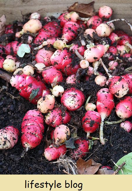 Hvordan dyrke oca, en rotfrukt med lav oppstyr fra Sør-Amerika. Denne tapte avlingen av inkaene vokser spiselige blader og opptil femti knoller hver #hagetips #kjøkkenhage #grønnsakshage