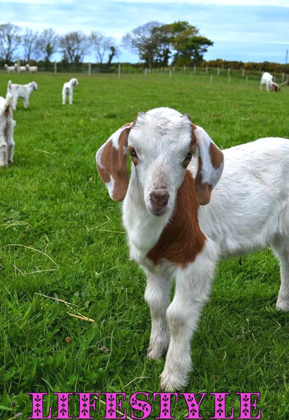Et besøk til Isle of Man Goats