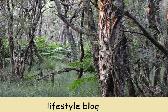 Luontokävely Curraghissa: wallabies, orkideat ja Manx herblore