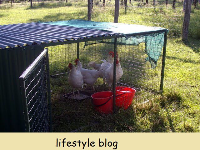 Como e por que manter galinhas em tratores de galinhas