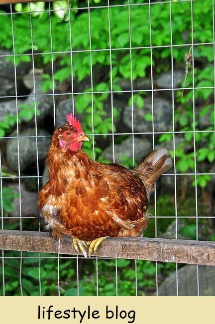 Bygg ditt eget hønsehus med disse tipsene om hva som trengs: hager, ventilasjon, oppføringer, hekkebokser og mer #kyllinger