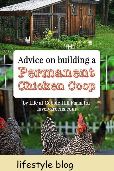Råd om å bygge et permanent hønsegård for høner i bakgården