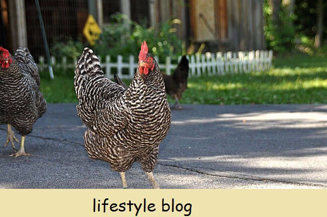 Conselhos sobre como construir um galinheiro permanente