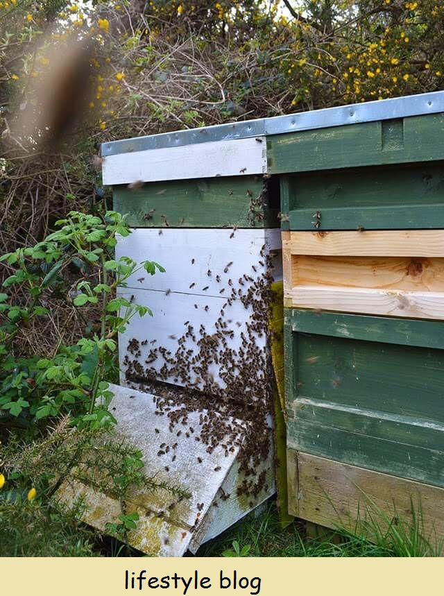 Mitä tehdä, jos huomaat mehiläisparven #puutarha