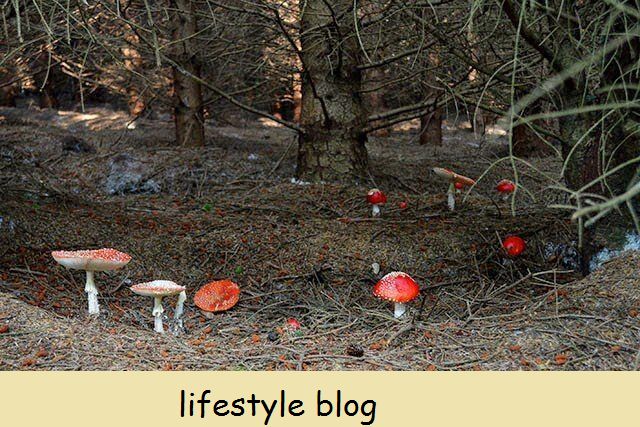 Ukufuna i-Ceps, ekwabizwa ngokuba yiPorcini, kwi-Isle of Man #mushrooms