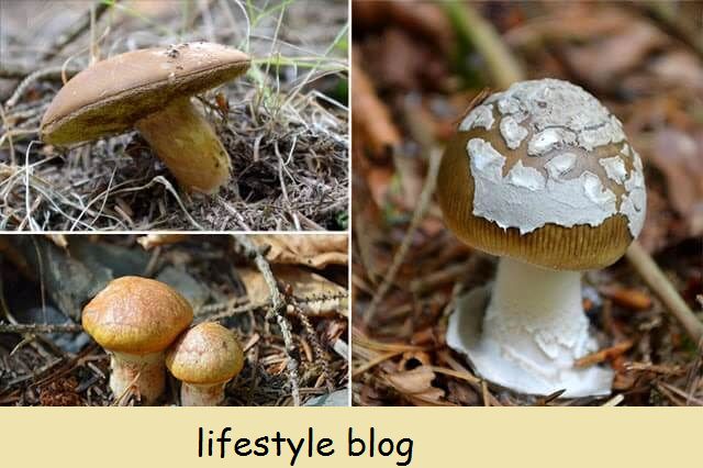 Ukufuna i-Ceps, ekwabizwa ngokuba yiPorcini, kwi-Isle of Man #mushrooms