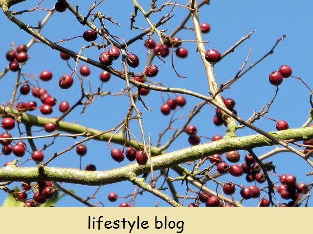 Syksyn etsintäopas: 6 Helppo tunnistaa villiruokaa - Monet helposti tunnistettavat luonnonruoat ovat kypsiä poimintaan elokuusta lokakuuhun. Siksi syksy on paras aika aloittelijoille ryhtyä etsimään #lovelygreens #metsästys #wildfood #foodforfree #pickingberries #Selfsufficient #homesteading