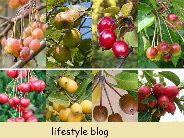 Syksyn etsintäopas: 6 Helppo tunnistaa villiruokaa - Monet helposti tunnistettavat luonnonruoat ovat kypsiä poimintaan elokuusta lokakuuhun. Siksi syksy on paras aika aloittelijoille ryhtyä etsimään #lovelygreens #metsästys #wildfood #foodforfree #pickingberries #Selfsufficient #homesteading