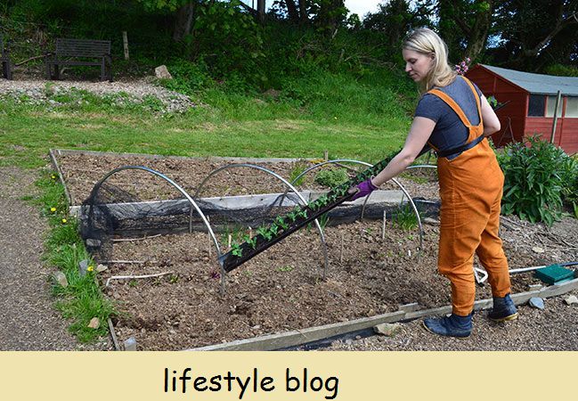 Toukokuun puutarhanhoito: kasteluastiat, kasvihuoneen tomaatit ja kourussa kasvatetut herneet