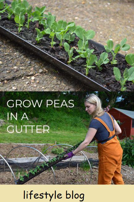 Jardinagem de maio: regar plantas de contêineres, tomates de estufa e ervilhas cultivadas em uma sarjeta